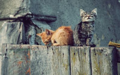 Kittens on the fence Wallpaper