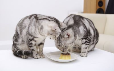 Kittens smelling the dessert wallpaper