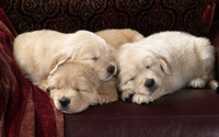 Labrador Puppies [2] wallpaper 1920x1080 jpg