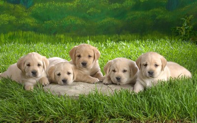 Labrador Puppies wallpaper