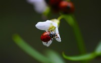 Ladybug [7] wallpaper 1920x1200 jpg
