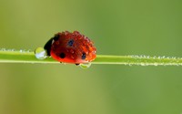 Ladybug [4] wallpaper 1920x1080 jpg