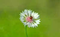 Ladybug on a white flower wallpaper 2560x1600 jpg