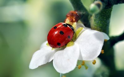 Ladybug on white flower wallpaper