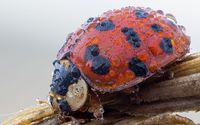 Ladybug with water drops wallpaper 3840x2160 jpg