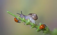 Ladybugs and a snail on a plant wallpaper 2560x1600 jpg