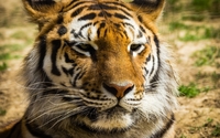 Lazy tiger looking in the distance wallpaper 1920x1200 jpg