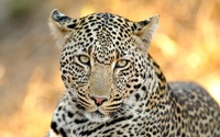 Leopard [15] wallpaper 2560x1600 jpg