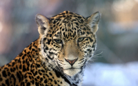 Leopard [19] wallpaper 2560x1600 jpg