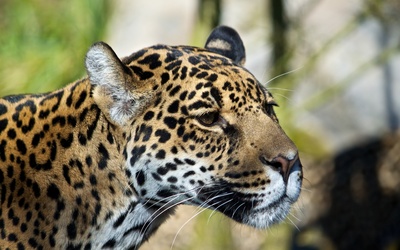 Leopard close-up wallpaper