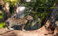 Leopard cub [2] wallpaper 2560x1600 jpg
