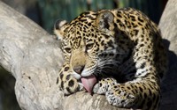 Leopard cub in a tree wallpaper 2560x1600 jpg