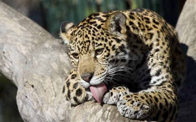 Leopard cub in a tree wallpaper