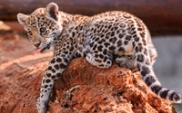 Leopard cub on a red rock wallpaper 2560x1600 jpg