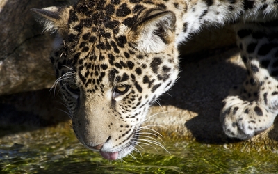 Leopard drinking water wallpaper