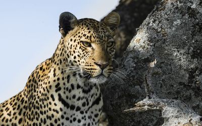 Leopard gazing wallpaper