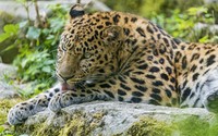 Leopard on a rock wallpaper 2560x1600 jpg