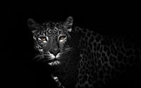 Leopard reaching from the darkness wallpaper 1920x1200 jpg