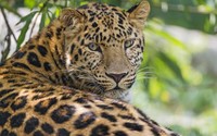 Leopard resting wallpaper 2560x1600 jpg