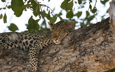 Leopard resting on a tree branch wallpaper