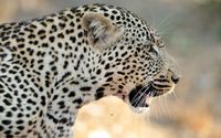 Leopard roaring wallpaper 2560x1600 jpg
