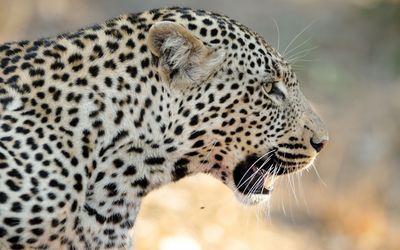 Leopard roaring wallpaper