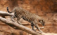 Leopard walking on the log wallpaper 2560x1600 jpg