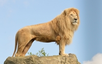 Lion [3] wallpaper 2560x1600 jpg