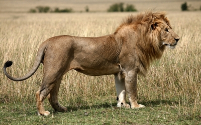Lion in the savannah wallpaper