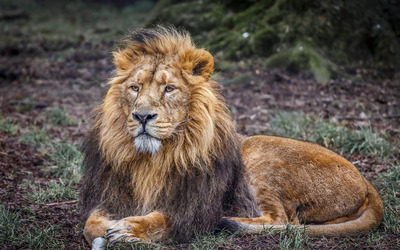 Lion resting on the grass wallpaper