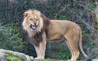 Lion roaring wallpaper
