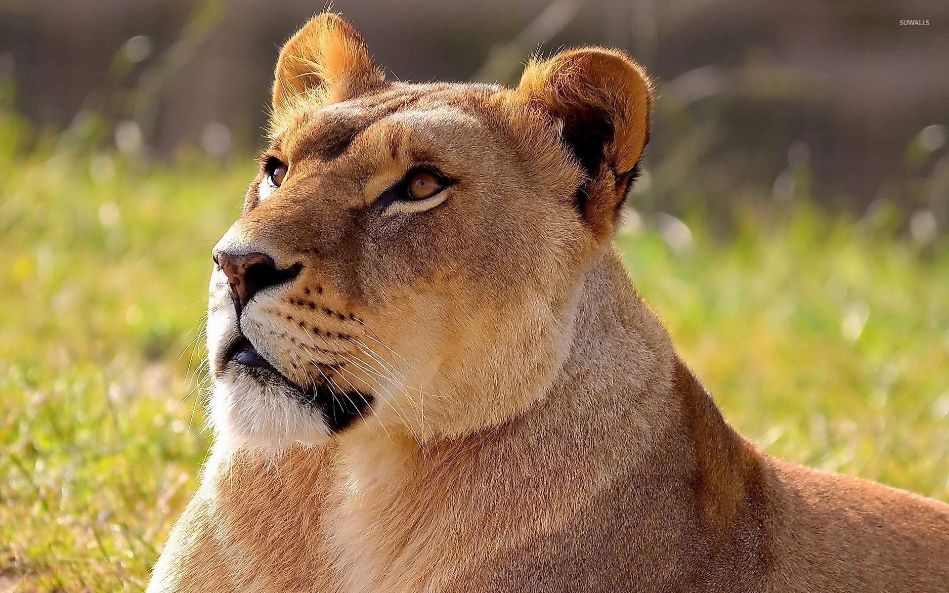 500+ Lioness Pictures | Download Free Images on Unsplash