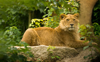 Lioness on the rock under a tree wallpaper 1920x1200 jpg