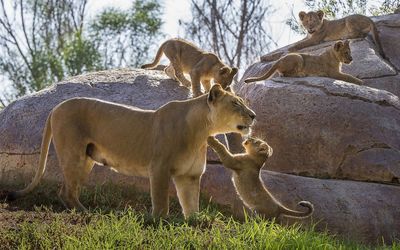 Lioness playing with its cubs wallpaper