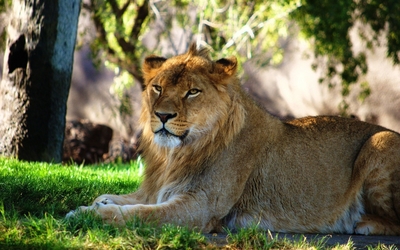 Lioness resting under a tree wallpaper