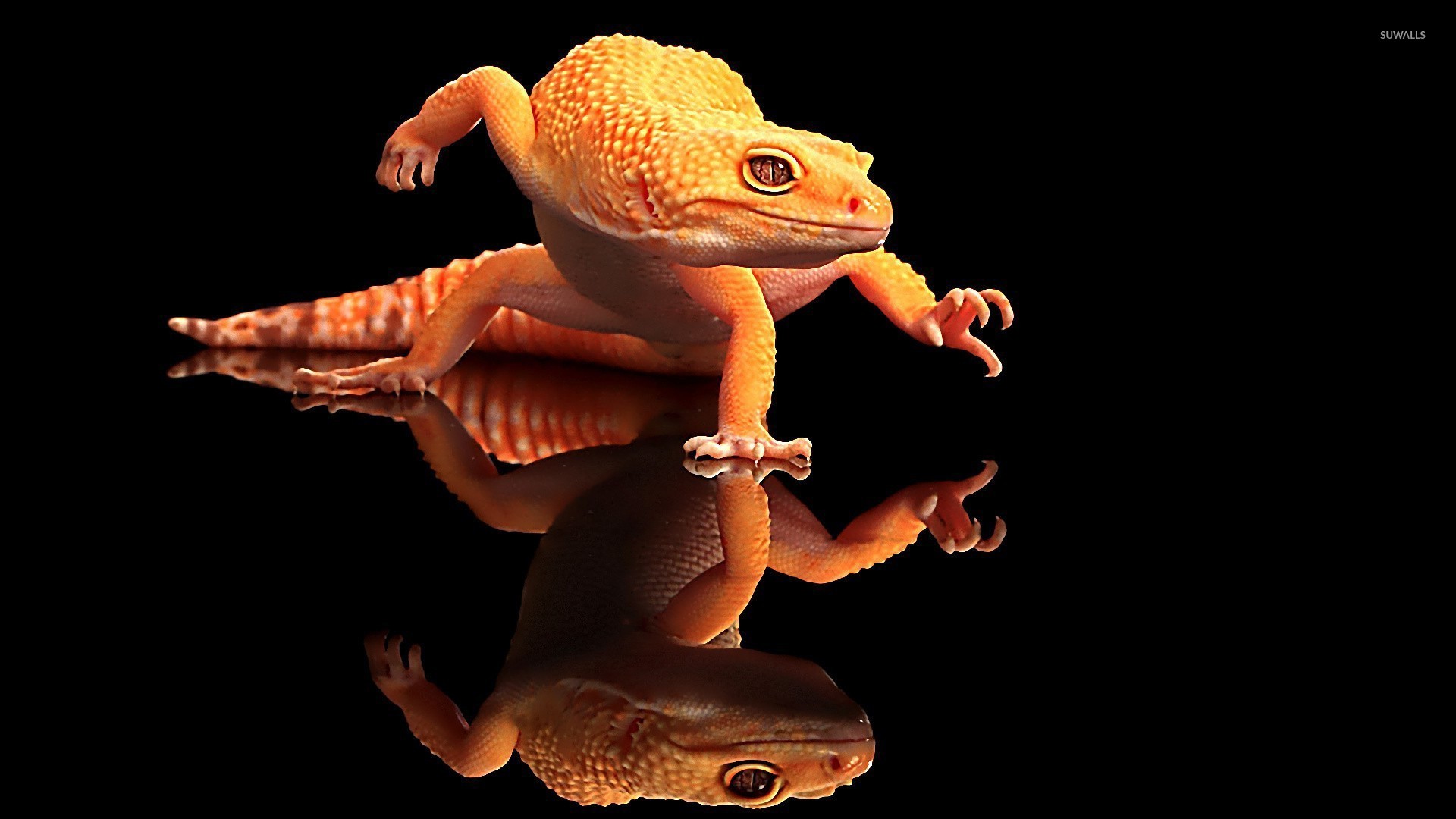 Lizards Wallpapers - Wallpaper Cave