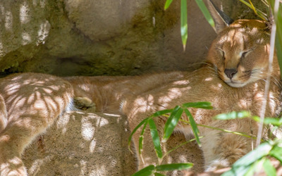 Lynx sleeping on a rock wallpaper