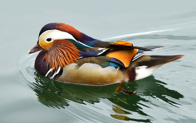 Mandarin duck [3] wallpaper