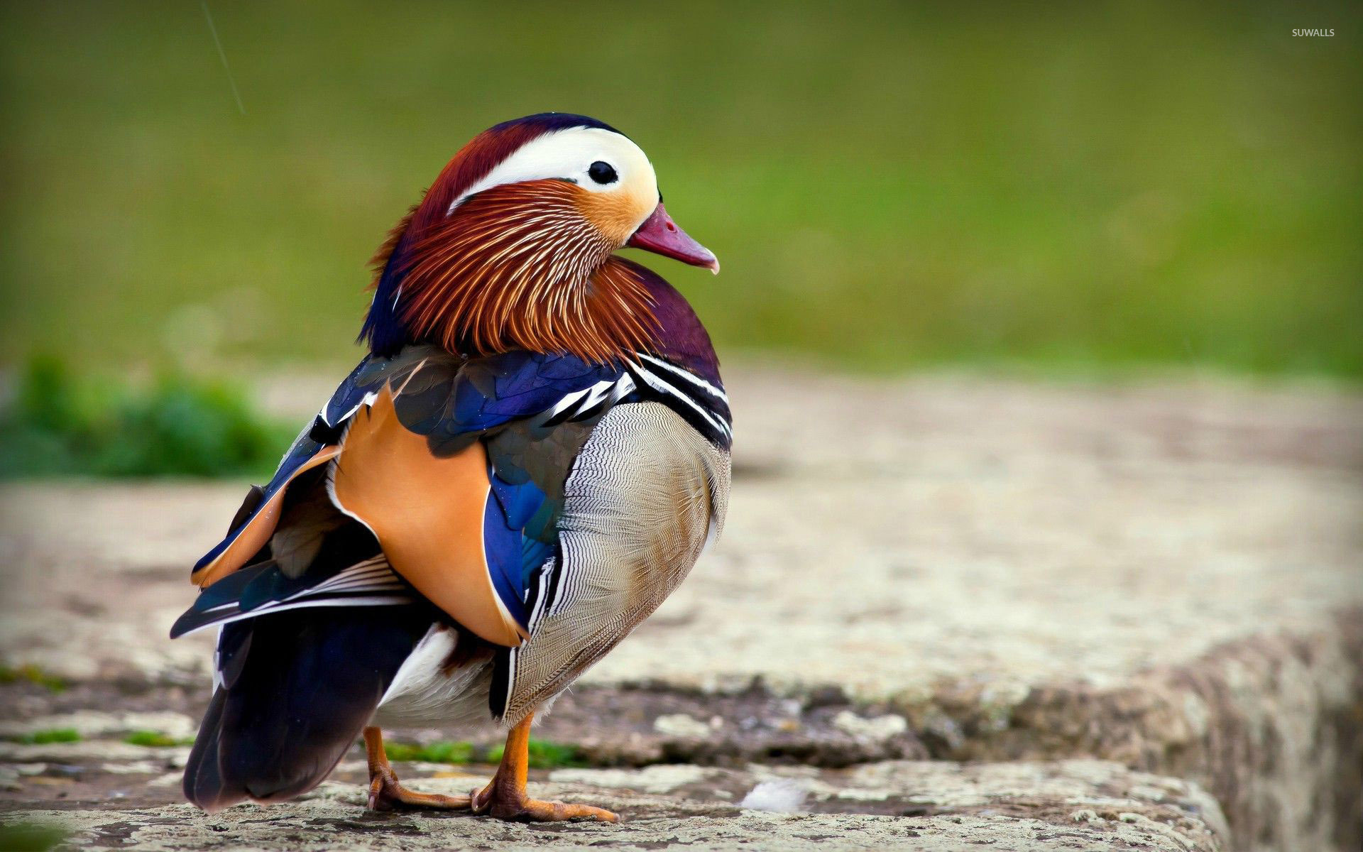 Mandarin Duck 2 Wallpaper Animal Wallpapers 29102