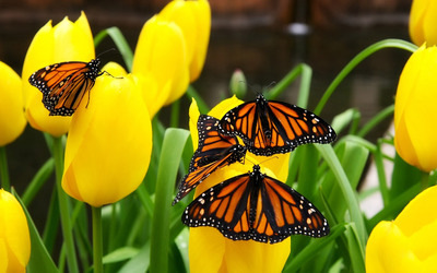 Monarch butterflies wallpaper