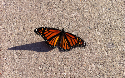 Monarch butterfly [4] wallpaper