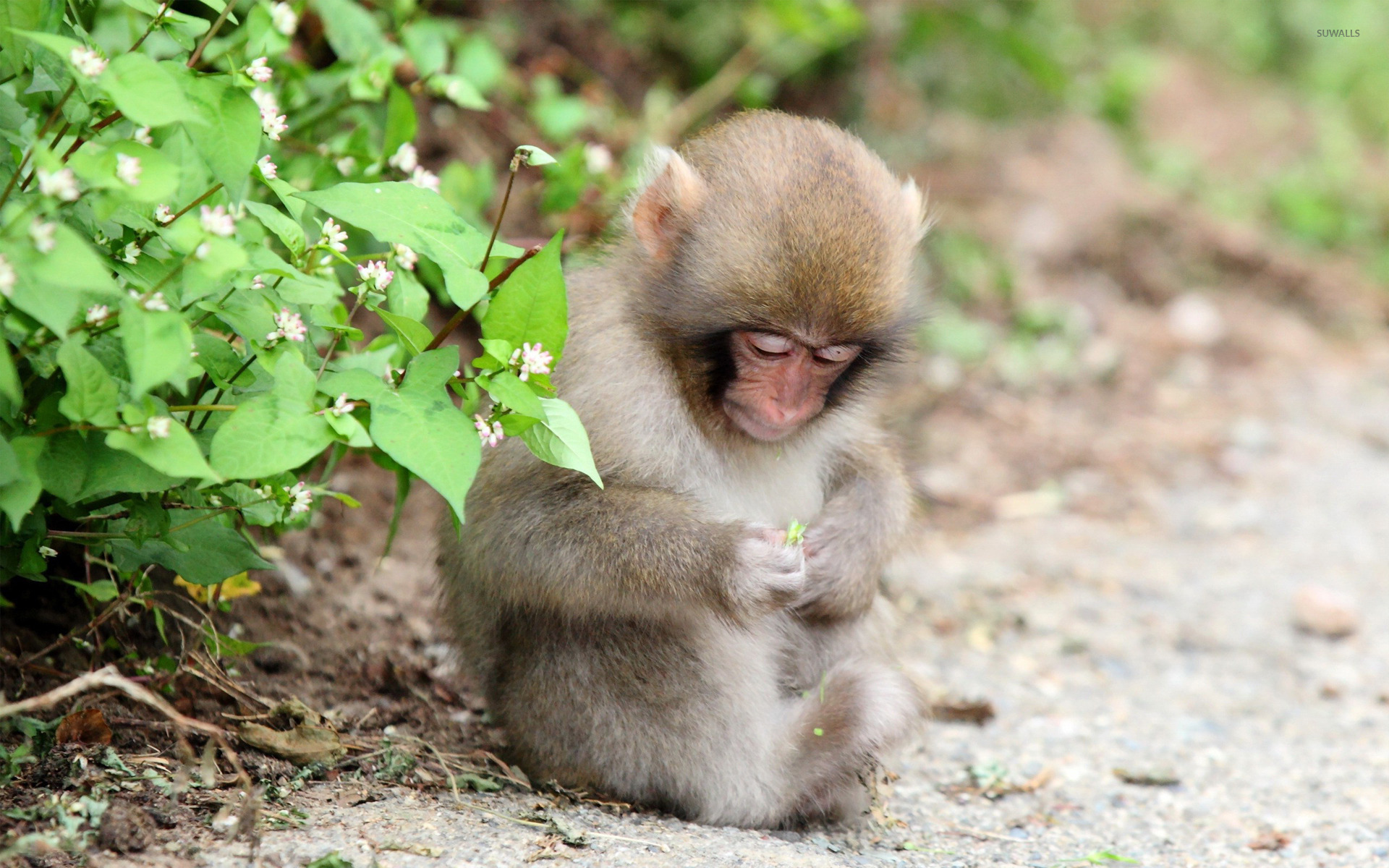 природа животное грустная обезьяна без смс