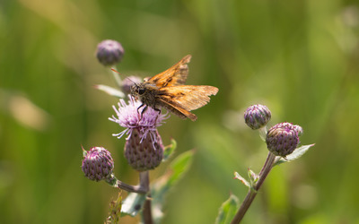 Moth on a thistle wallpaper