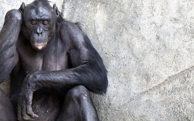 Mused chimpanzee leaning on a stone wall wallpaper