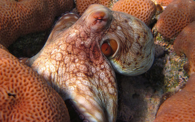 Octopus wallpaper