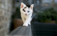 Odd-eyed kitten wallpaper 2560x1600 jpg