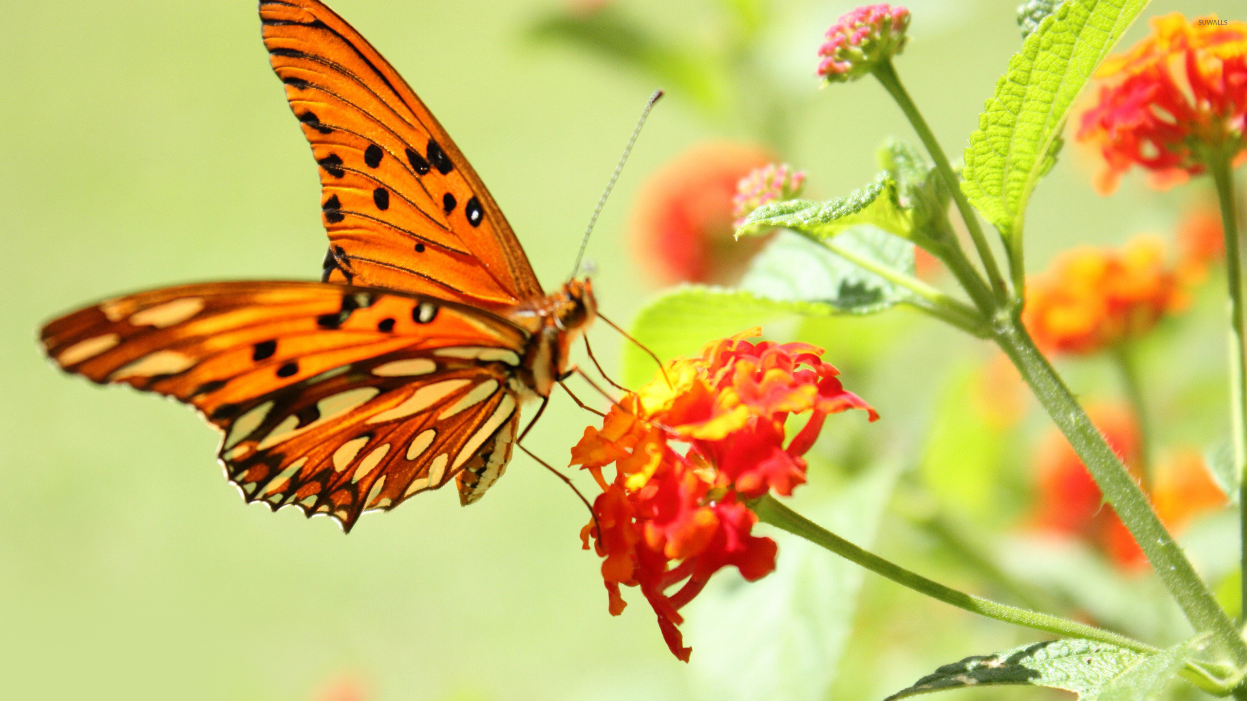 Orange Butterfly Monarch On Light Orange Stock Vector Royalty Free  1371954875  Shutterstock