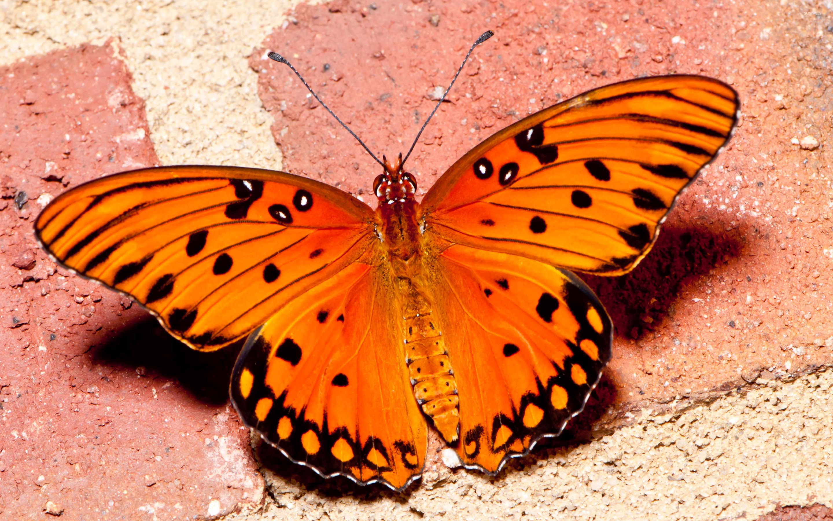 orange butterflies wallpaper