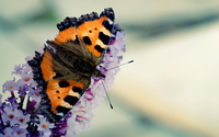 Orange butterfly [4] wallpaper 1920x1200 jpg