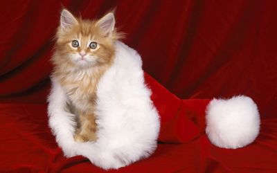 Orange kitten in a Santa hat Wallpaper